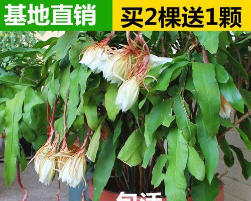 昙花怎么才能养好（昙花养殖方法讲解）