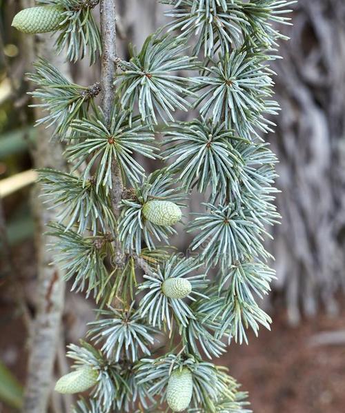 雪松怎么种植成活率高（雪松种子的种植技巧）