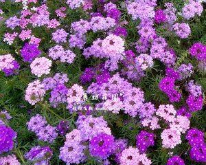 美女樱种子怎样种植（美女樱种子种植方法与时间）