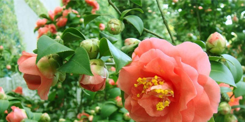 茶花怎样种植（茶花的养殖方法和注意事项）