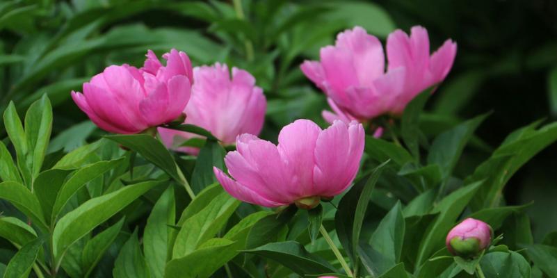 芍药花语（芍药花语中的五个含义及其象征意义）