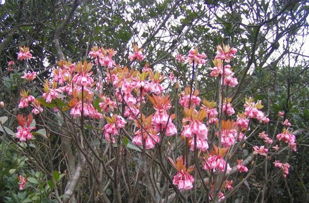 山野间的芳香（传递幸福与温暖的自然奇迹）