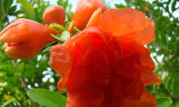 石榴花之美——探寻石榴花的花语和象征意义（祥瑞吉祥的石榴花）