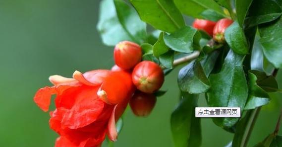 石榴花之美——探寻石榴花的花语和象征意义（祥瑞吉祥的石榴花）