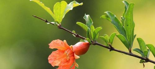 石榴花（揭示石榴花的吉祥之道）