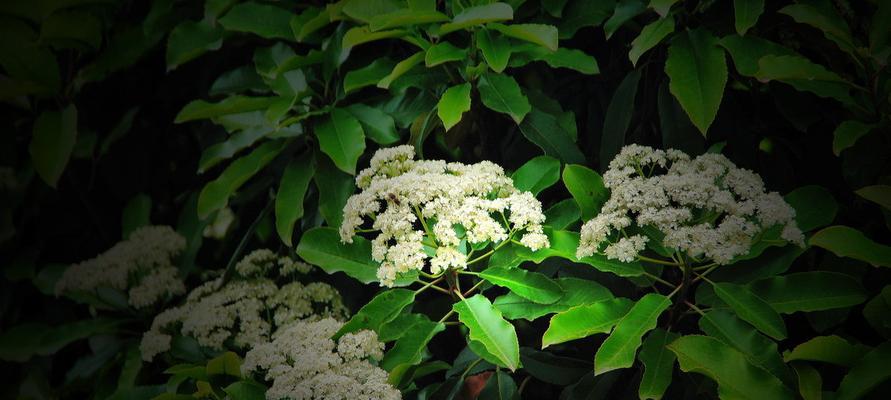 石楠花的花语及其传统意义（揭示石楠花的花语与文化象征）