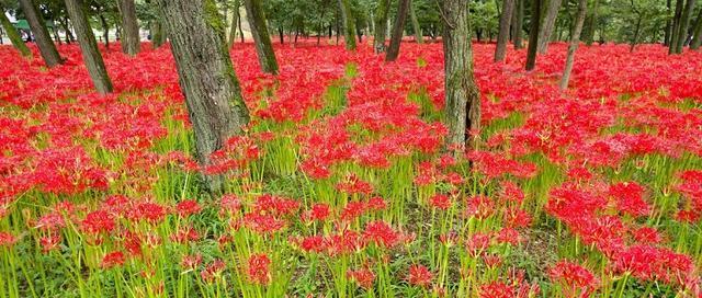 石蒜花的寓意与美丽（探索石蒜花的深层含义）