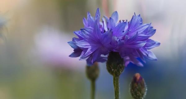 矢车菊的花语（探索矢车菊的花语及其寓意）