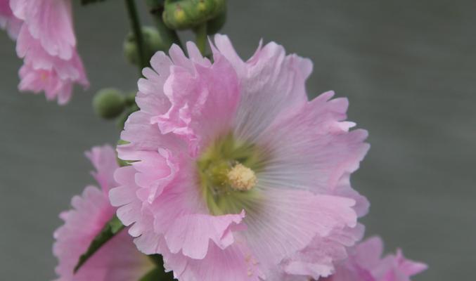 蜀葵花的传说与花语（神秘的蜀葵花背后的故事与意义）