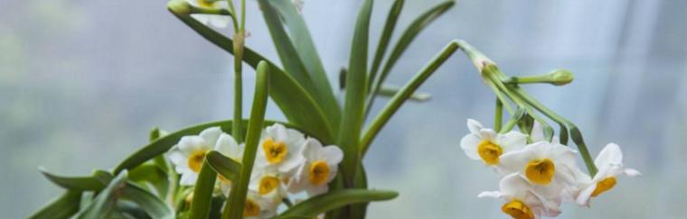 水仙花（水仙花的花语和寓意探究）