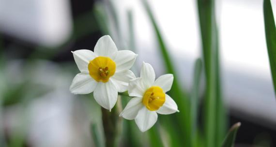 探寻水仙花的深意（水仙花的花语与意义）