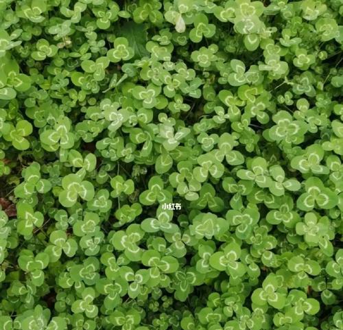 四叶草的爱情花语（四叶草的象征意义与传说）