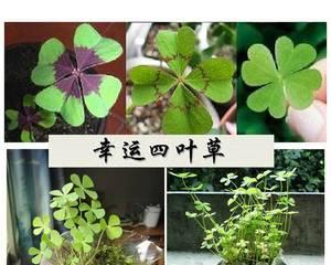 四叶幸运草的寓意与象征（解读四叶幸运草的神奇力量和历史渊源）