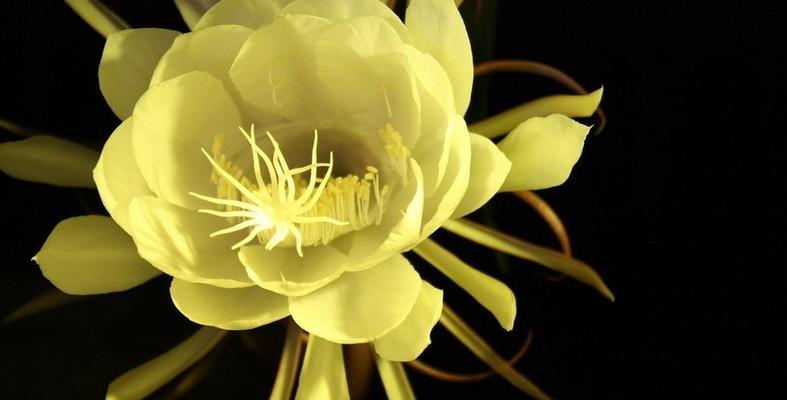 昙花的寓意与象征风水（揭示昙花的神秘象征和风水学内涵）