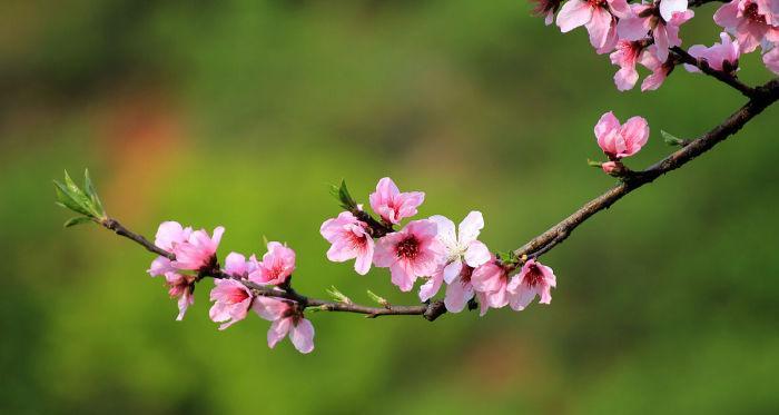 桃花的花语与象征意义（揭开桃花的神秘面纱）