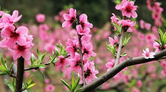 桃花花语——追寻爱的盛世（桃花的花语和象征意义以及它在中国文化中的地位）