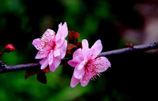 桃花的花语及其象征意义（桃花的传统寓意与现代诠释）