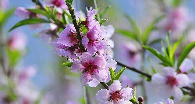 桃花的花语及其象征意义（桃花的传统寓意与现代诠释）