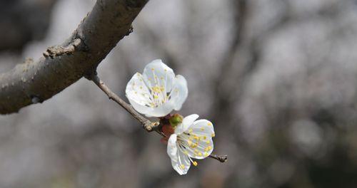 桃花之美（桃花的魅力与意义在古代的重要地位）