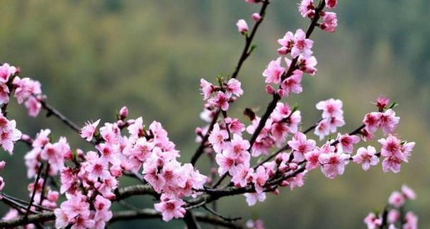 桃花的花语与象征意义（唤醒春天的甜蜜之约）