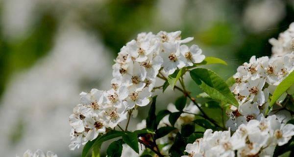 荼蘼花花语及其寓意（探寻荼蘼花的含义与象征）