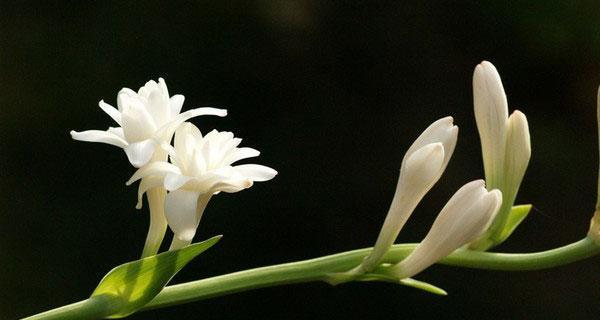 晚香玉（绽放独特的芬芳）