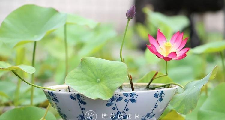 碗莲花语与意义解析（碗莲花语传递的深刻寓意与启示）