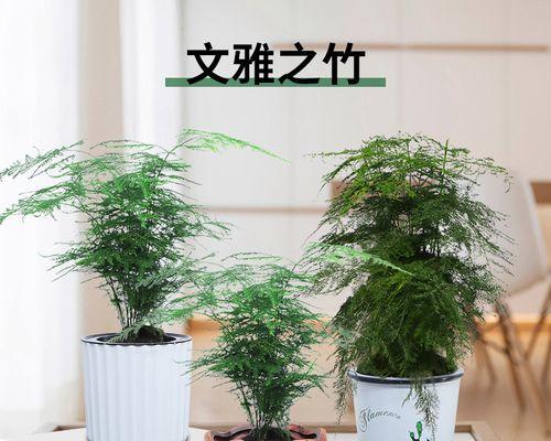 文竹的风水及寓意（探索文竹对生活的积极影响与象征意义）