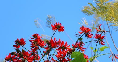 梧桐花（穿越季节的花朵）