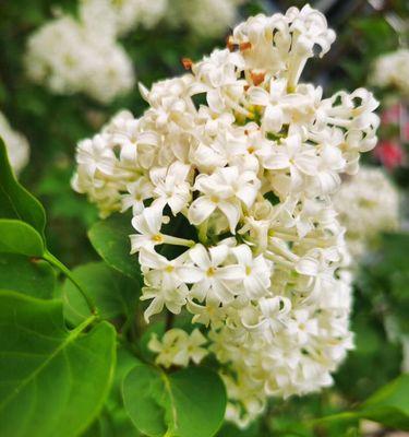 五瓣丁香花的象征意义（花开五瓣）