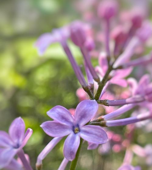 五瓣丁香花的象征意义（花开五瓣）