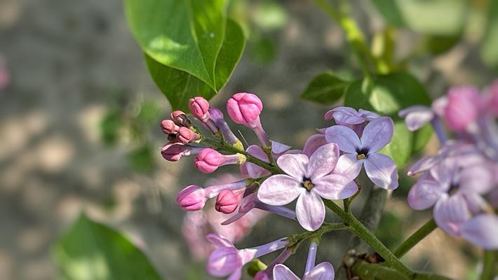 五瓣丁香花的象征意义（花开五瓣）