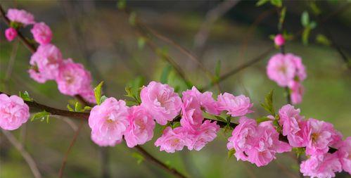 五月花朵中的代表——玫瑰花（赏玫瑰花）