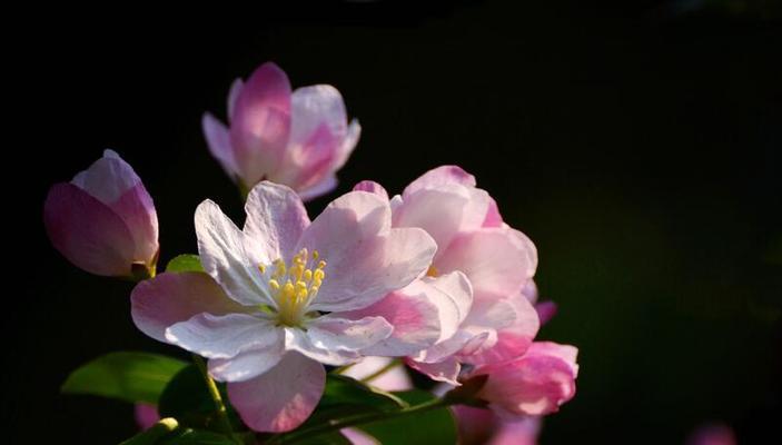 以西府海棠花语（探寻以西府海棠花语的含义与象征）