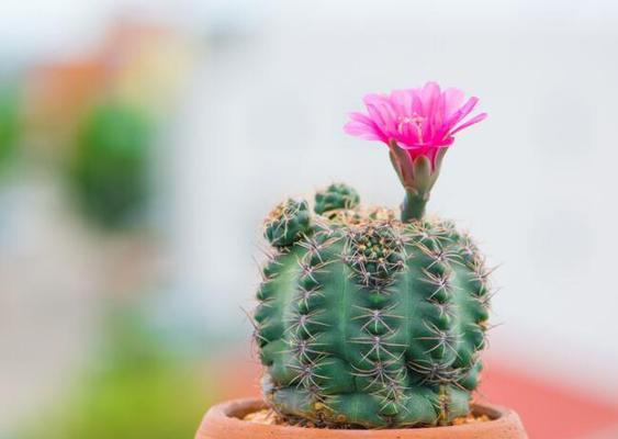 仙人球花语（探索仙人球花的意义与传承之道）