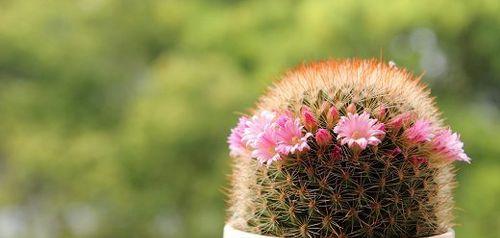 仙人掌花（探索仙人掌花的花语与美学）