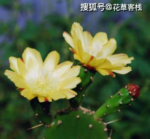 仙人掌之美（探秘仙人掌花开之谜）