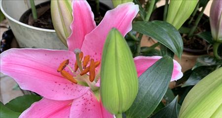 香水百合的花语及其传承的文化内涵（传承百年的芳香）