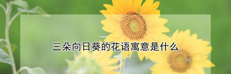 向日葵的花语及其象征意义（阳光的代言者——向日葵）