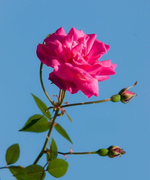 花语中的友谊之花（探寻象征友谊的花朵的美丽与意义）