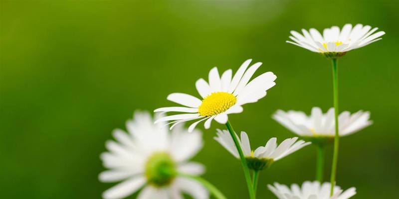 小雏菊的花语与象征（探索小雏菊的寓意及其象征意义）