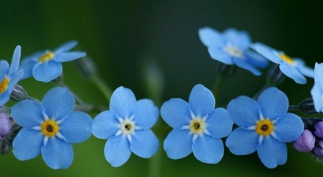 星辰花（星辰花的花语与美丽传说）