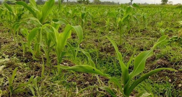 玉米的种植和管理技术（玉米种植的方法步骤）