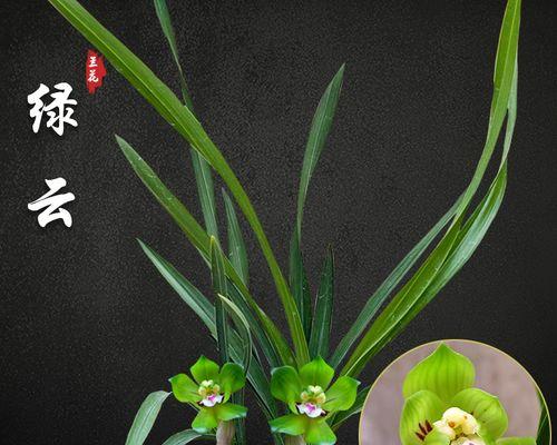 兰花草如何养植（兰花草的种植方法和技巧）