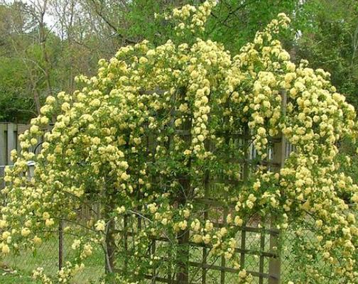 木香花什么时候扦插（木香花扦插方法和时间）