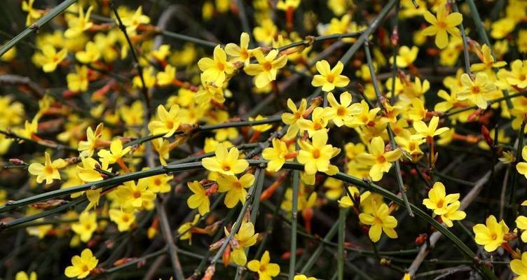 迎春花开花季节是什么时候（有关迎春花的开花时间）