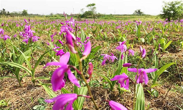 白兰花什么季节种植（白兰花种植方法和时间）