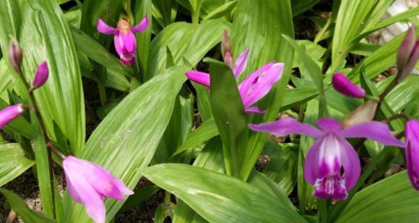 白兰花什么季节种植（白兰花种植方法和时间）