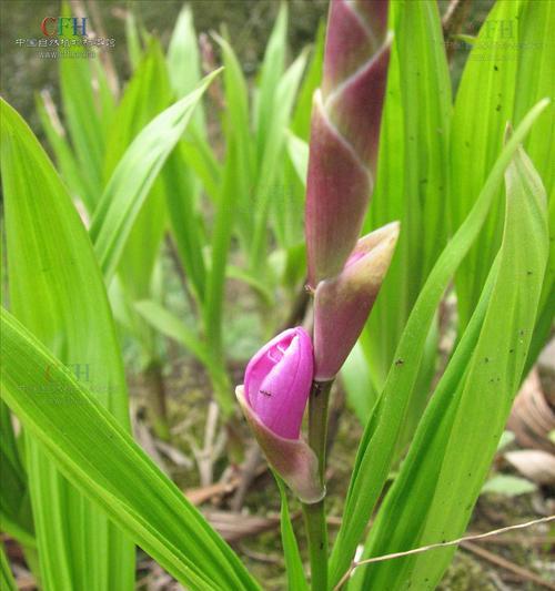 白兰花什么季节种植（白兰花种植方法和时间）