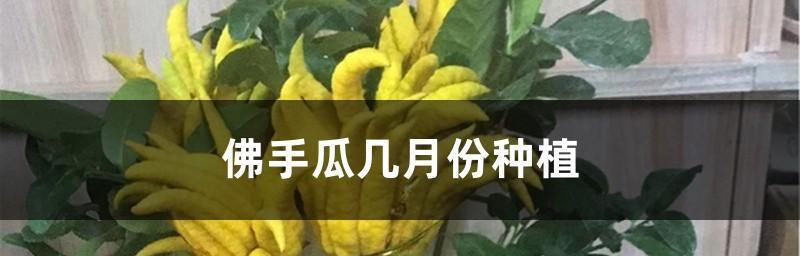 佛手瓜怎么种植方法（佛手瓜的种植方法与管理）